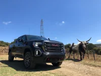 Bull @ CV Farm.webp