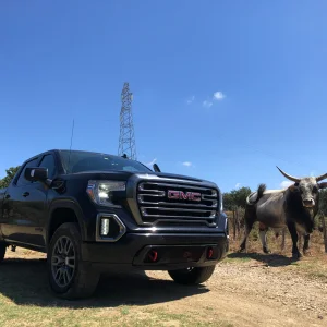 Bull @ CV Farm.png