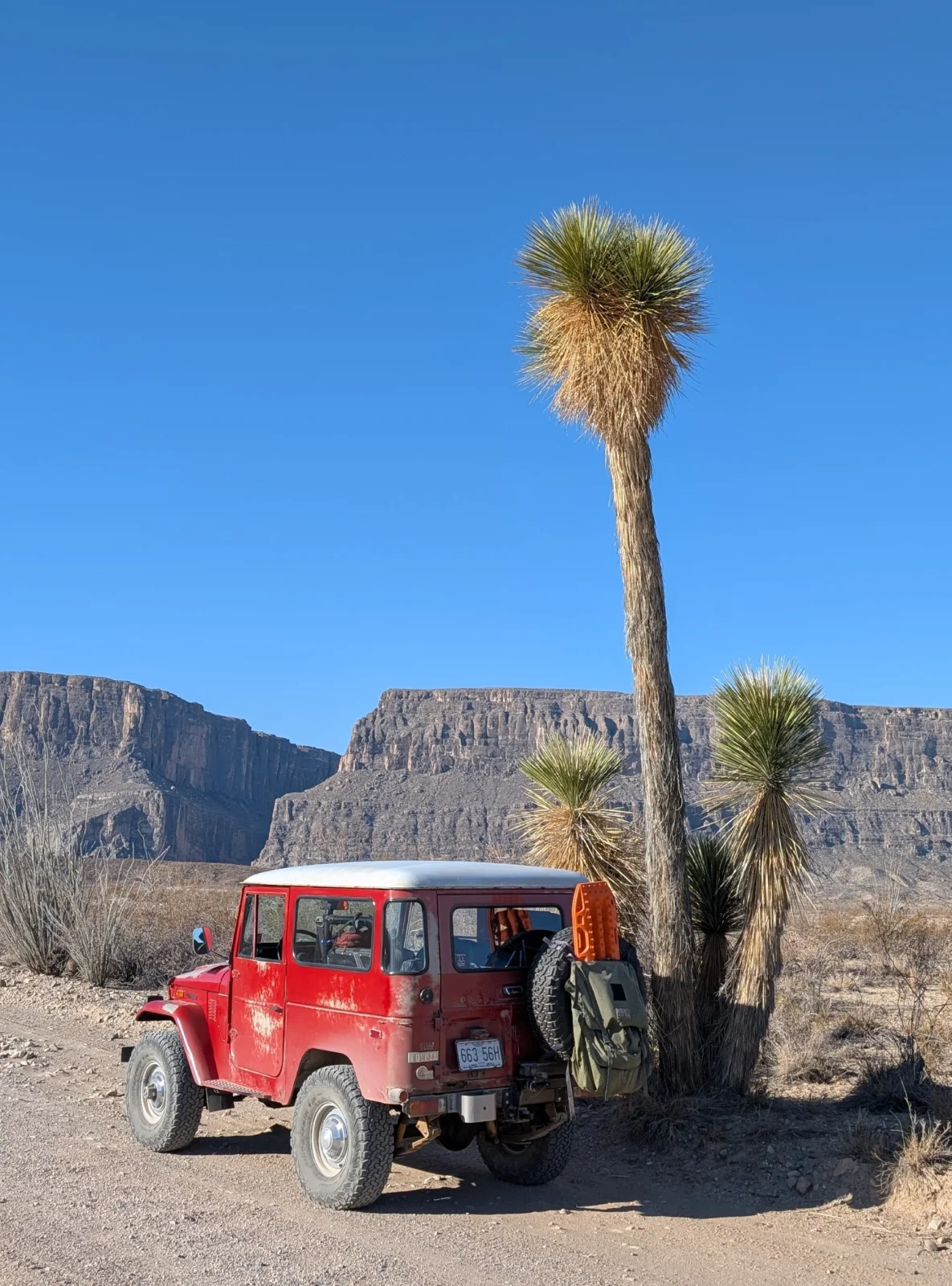 Red Big Bend Palm Tree.webp